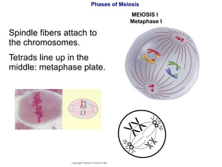 Phases of Meiosis Spindle fibers attach to the chromosomes. Tetrads line up in the middle: metaphase plate. Copyright Pearson Prentice Hall MEIOSIS I  Metaphase I 