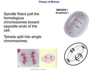 Phases of Meiosis Spindle fibers pull the homologous chromosomes toward opposite ends of the cell. Tetrads split into single chromosomes. Copyright Pearson Prentice Hall MEIOSIS I  Anaphase I 
