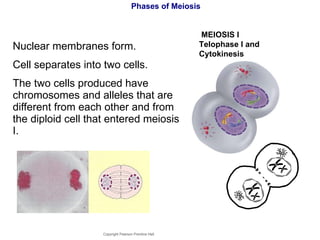Phases of Meiosis Nuclear membranes form.  Cell separates into two cells. The two cells produced have chromosomes and alleles that are different from each other and from the diploid cell that entered meiosis I. Copyright Pearson Prentice Hall MEIOSIS I  Telophase I and  Cytokinesis 