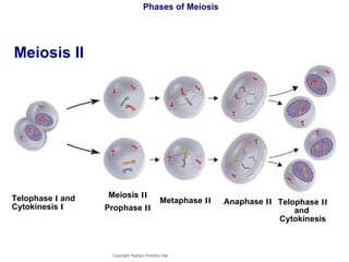 Phases of Meiosis Meiosis II Copyright Pearson Prentice Hall Telophase  II  and  Cytokinesis Prophase  II Metaphase  II Anaphase  II Telophase  I  and  Cytokinesis  I Meiosis  II 