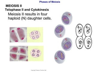 Phases of Meiosis Meiosis II results in four haploid (N) daughter cells. Copyright Pearson Prentice Hall MEIOSIS II  Telophase II and Cytokinesis 