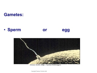 Gametes: Sperm or  egg Copyright Pearson Prentice Hall 