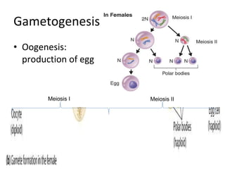 Gametogenesis Oogenesis: production of egg Meiosis I Meiosis II 