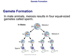 Gamete Formation Gamete Formation In male animals, meiosis results in four equal-sized gametes called sperm. Copyright Pearson Prentice Hall 