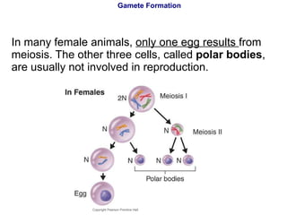 Gamete Formation In many female animals,  only one egg results  from meiosis. The other three cells, called  polar bodies , are usually not involved in reproduction. Copyright Pearson Prentice Hall 