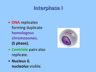 Interphase I DNA   replicates forming duplicate  homologous chromosomes.  (S phase). Centriole  pairs also replicate. Nucleus  &  nucleolus  visible. 