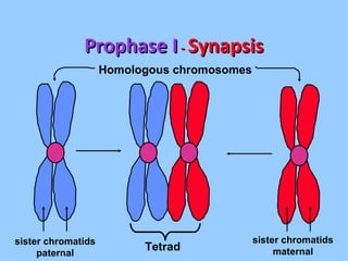 Prophase I  -  Synapsis Homologous chromosomes sister chromatids paternal sister chromatids maternal Tetrad 