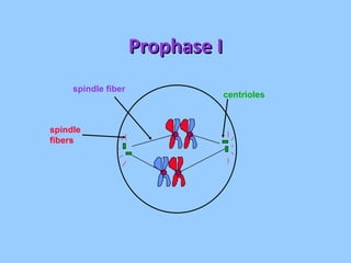 Prophase I centrioles spindle fiber spindle fibers 