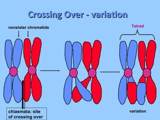 Crossing Over - variation  variation nonsister chromatids chiasmata: site of crossing over Tetrad 
