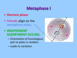 Metaphase I Shortest phase Tetrads  align on the  metaphase plate . INDEPENDENT ASSORTMENT OCCURS: Orientation of homologous pair to poles is random. Leads to variation 