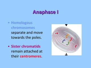 Anaphase I Homologous chromosomes  separate and move towards the poles. Sister chromatids  remain attached at their  centromeres . 