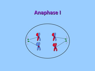 Anaphase I 