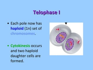Telophase I Each pole now has  haploid  (1n) set of  chromosomes . Cytokinesis  occurs and two haploid daughter cells are formed. 
