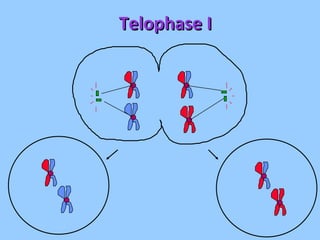 Telophase I 
