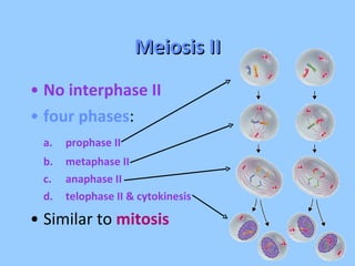 Meiosis II No interphase II  four phases : a. prophase II b. metaphase II c. anaphase II d. telophase II & cytokinesis Similar to  mitosis 