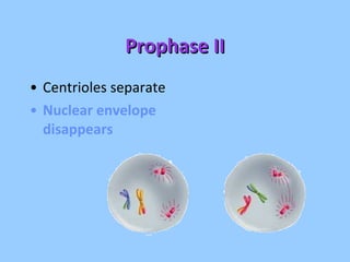 Prophase II Centrioles separate Nuclear envelope disappears 