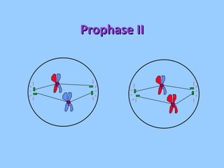 Prophase II 