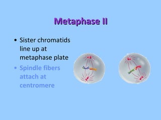 Metaphase II Sister chromatids line up at metaphase plate Spindle fibers attach at centromere 