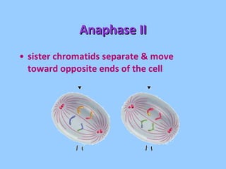Anaphase II sister chromatids separate & move  toward opposite ends of the cell 