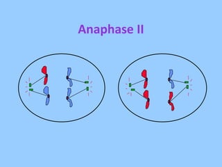 Anaphase II 