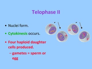 Telophase II Nuclei form. Cytokinesis  occurs. Four haploid daughter cells produced. gametes = sperm or egg 