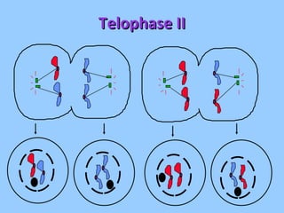 Telophase II 