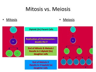 Mitosis vs. Meiosis Mitosis Meiosis Diploid (2n) Parent Cells Replication of Chromosomes – double the # End of Mitosis & Meiosis I Results in 2 diploid (2n) daughter cells End of Meiosis II  Results in 4 haploid (n) daughter cells  