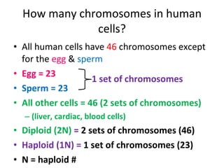 How many chromosomes in human cells? All human cells have  46  chromosomes except for the  egg  &  sperm Egg = 23 Sperm = 23 All other cells = 46 (2 sets of chromosomes) (liver, cardiac, blood cells) Diploid (2N)  =  2 sets of chromosomes (46) Haploid (1N) =  1 set of chromosomes (23) N = haploid # 1 set of chromosomes  