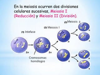 En la meiosis ocurren dos divisiones
celulares sucesivas, Meiosis I
(Reducción) y Meiosis II (División).

 
