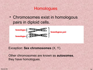 Meiosis KM 14
Homologues
• Chromosomes exist in homologous
pairs in diploid cells.
Exception: Sex chromosomes (X, Y).
Other chromosomes are known as autosomes,
they have homologues.
 