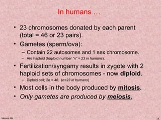 Meiosis KM 15
In humans …
• 23 chromosomes donated by each parent
(total = 46 or 23 pairs).
• Gametes (sperm/ova):
– Contain 22 autosomes and 1 sex chromosome.
– Are haploid (haploid number “n” = 23 in humans).
• Fertilization/syngamy results in zygote with 2
haploid sets of chromosomes - now diploid.
– Diploid cell; 2n = 46. (n=23 in humans)
• Most cells in the body produced by mitosis.
• Only gametes are produced by meiosis.
 