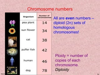 Meiosis KM 16
Chromosome numbers
All are even numbers –
diploid (2n) sets of
homologous
chromosomes!
Ploidy = number of
copies of each
chromosome.
Diploidy
 