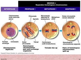 Meiosis KM 19
 