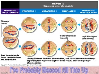 Meiosis KM 20
 