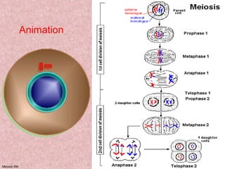 Meiosis KM 21
Animation
 