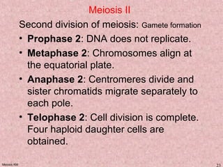 Meiosis KM 23
Meiosis II
Second division of meiosis: Gamete formation
• Prophase 2: DNA does not replicate.
• Metaphase 2: Chromosomes align at
the equatorial plate.
• Anaphase 2: Centromeres divide and
sister chromatids migrate separately to
each pole.
• Telophase 2: Cell division is complete.
Four haploid daughter cells are
obtained.
 