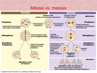 Meiosis KM 24
Mitosis vs. meiosis
 