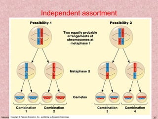 Meiosis KM 27
Independent assortment
 