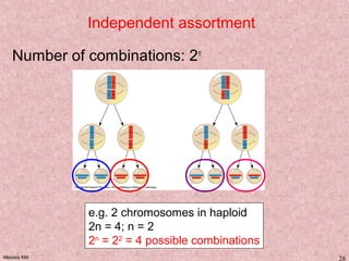 Meiosis KM 28
Independent assortment
Number of combinations: 2n
e.g. 2 chromosomes in haploid
2n = 4; n = 2
2n
= 22
= 4 possible combinations
 