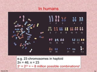 Meiosis KM 29
In humans
e.g. 23 chromosomes in haploid
2n = 46; n = 23
2n
= 223
= ~ 8 million possible combinations!
 