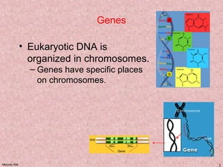 Meiosis KM 3
Genes
• Eukaryotic DNA is
organized in chromosomes.
– Genes have specific places
on chromosomes.
 