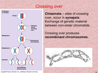 Meiosis KM 30
Crossing over
Chiasmata – sites of crossing
over, occur in synapsis.
Exchange of genetic material
between non-sister chromatids.
Crossing over produces
recombinant chromosomes.
 