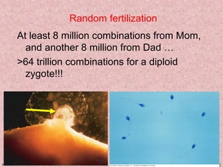 Meiosis KM 32
Random fertilization
At least 8 million combinations from Mom,
and another 8 million from Dad …
>64 trillion combinations for a diploid
zygote!!!
 
