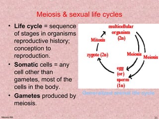 Meiosis KM 33
Meiosis & sexual life cycles
• Life cycle = sequence
of stages in organisms
reproductive history;
conception to
reproduction.
• Somatic cells = any
cell other than
gametes, most of the
cells in the body.
• Gametes produced by
meiosis.
Generalized animal life cycle
 