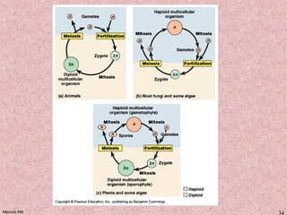 Meiosis KM 34
 