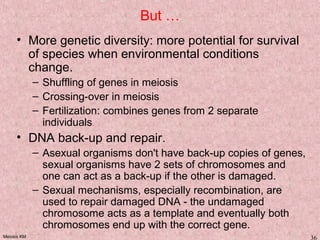 Meiosis KM 36
But …
• More genetic diversity: more potential for survival
of species when environmental conditions
change.
– Shuffling of genes in meiosis
– Crossing-over in meiosis
– Fertilization: combines genes from 2 separate
individuals
• DNA back-up and repair.
– Asexual organisms don't have back-up copies of genes,
sexual organisms have 2 sets of chromosomes and
one can act as a back-up if the other is damaged.
– Sexual mechanisms, especially recombination, are
used to repair damaged DNA - the undamaged
chromosome acts as a template and eventually both
chromosomes end up with the correct gene.
 