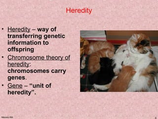 Meiosis KM 4
Heredity
• Heredity – way of
transferring genetic
information to
offspring
• Chromosome theory of
heredity:
chromosomes carry
genes.
• Gene – “unit of
heredity”.
 