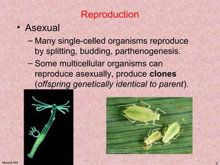 Meiosis KM 5
Reproduction
• Asexual
– Many single-celled organisms reproduce
by splitting, budding, parthenogenesis.
– Some multicellular organisms can
reproduce asexually, produce clones
(offspring genetically identical to parent).
 