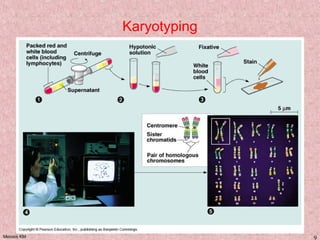 Meiosis KM 9
Karyotyping
 