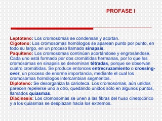 Leptoteno :  Los cromosomas se condensan y acortan.  Cigoteno :  Los cromosomas homólogos se aparean punto por punto, en todo su largo, en un proceso llamado  sinapsis .  Paquiteno :  Los cromosomas continúan acortándose y engrosándose. Cada uno está formado por dos cromátidas hermanas, por lo que los cromosomas en sinapsis se denominan  tétradas , porque se observan cuatro cromátidas. Se produce entonces  entrecruzamiento  o  crossing-over , un proceso de enorme importancia, mediante el cual los cromosomas homólogos intercambian segmentos. Diploteno :  Se desorganiza la carioteca.   Los cromosomas, aún unidos parecen repelerse uno a otro, quedando unidos sólo en algunos puntos, llamados  quiasmas .  Diacinesis :  Los cromosomas se unen a las fibras del huso cinetocórico y a los quiasmas se desplazan hacia los extremos. PROFASE I 